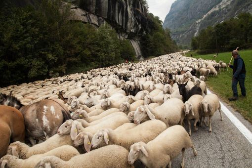 Piemonte, approvata la legge su alpeggi e transumanza