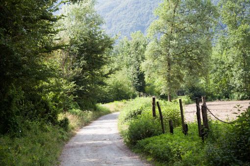 Tre nuove piante nel Bosco Tenso in ricordo di tre grandi donne Tre nuove piante nel Bosco Tenso in ricordo di tre grandi donne