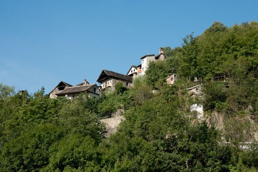 'Terrazze con vista': giornata di raccolto tra segale e lavanda in Valle Antrona