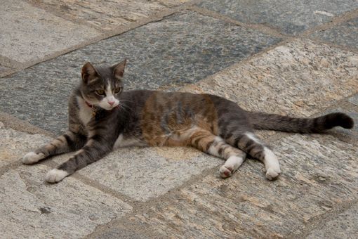 Lav, un'apericena per aiutare i gatti della provincia Lav, un'apericena per aiutare i gatti della provincia