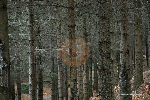 Boschi, primato del Vco nel nuovo report nazionale sulle foreste