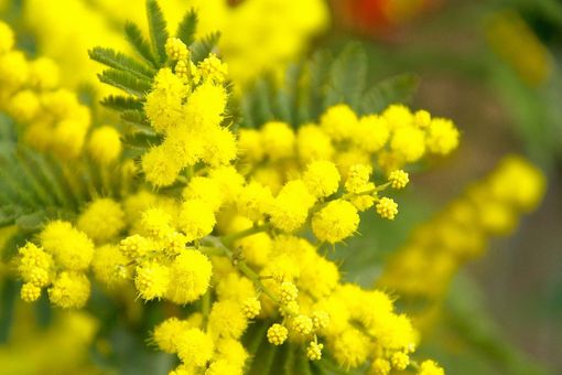 Per l'8 marzo a Premosello tre piante a ricordo di donne che si sono distinte