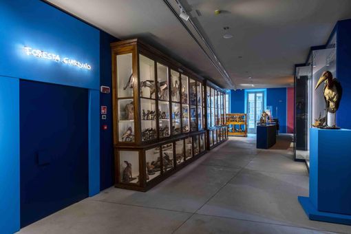 Il 18 giugno l'attesa inaugurazione dei Musei Civici Galletti a Palazzo San Francesco FOTO