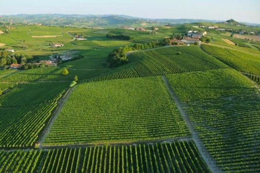 Il biologico piemontese cresce grazie alla cooperazione