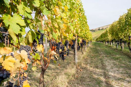 Il Piemonte del vino guarda al biologico: quando la sostenibilità passa dalla cooperazione