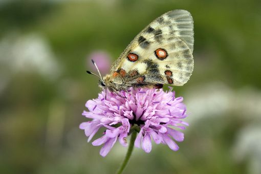 Workshop nazionale dedicato alle farfalle al Parco Val Grande Workshop nazionale dedicato alle farfalle al Parco Val Grande