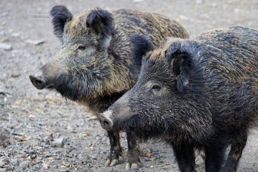 Consiglio Regionale aperto sulla peste suina in Piemonte