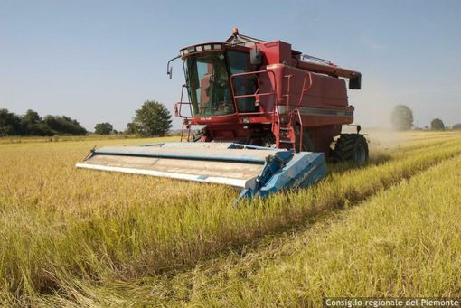 Caporalato in agricoltura, la Commissione Legalità: “Fenomeno complesso, servono interventi strutturali”