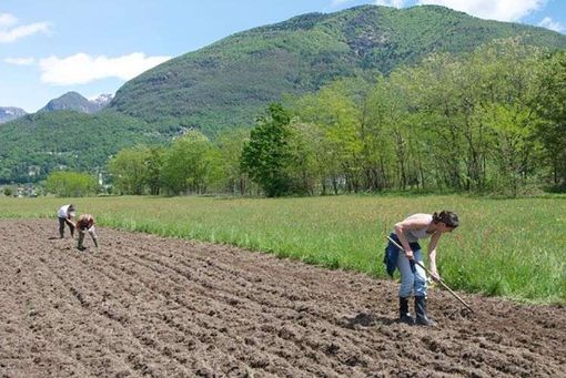 Indennità compensativa, Coldiretti: “Importante l’apertura del bando ma occorre integrare risorse per coprire tutte le domande” Indennità compensativa, Coldiretti: “Importante l’apertura del bando ma occorre integrare risorse per coprire tutte le domande”
