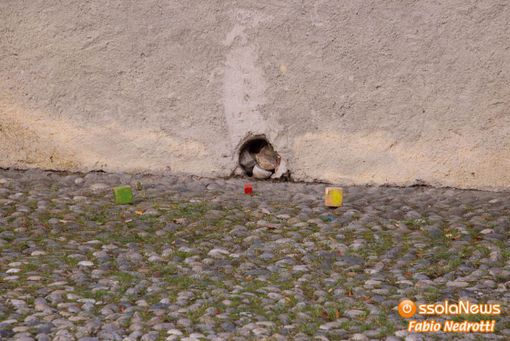 Torna il 16 e 17 ottobre a Malesco il torneo di Bocce Quadre