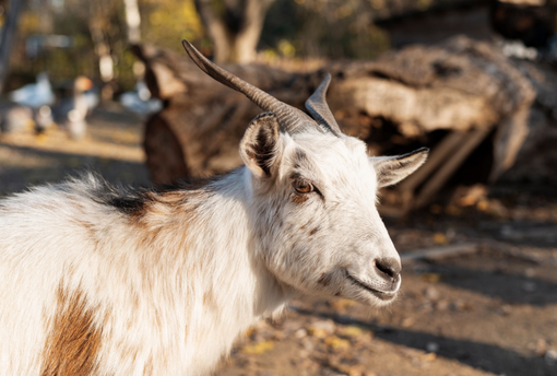 A Croveo torna la fiera “Craf in Crof”