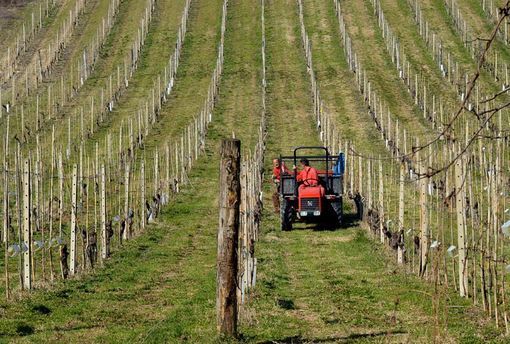 Agricoltura: Coldiretti ha inviato al presidente Cirio una lettera con le richieste più urgenti