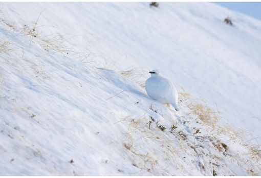 Aree Protette Ossola, conclusi i censimenti primaverili dei galliformi alpini