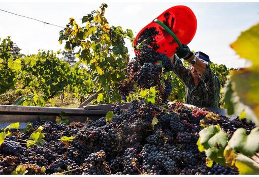 Vendemmia 2025: già conclusa quella dei bianchi ossolani, c'è attesa per i rossi