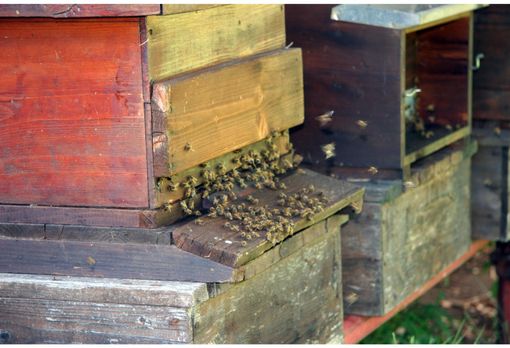 Clima: sos api, dimezzato il raccolto di miele. In Piemonte un calo del 30% Clima: sos api, dimezzato il raccolto di miele. In Piemonte un calo del 30%