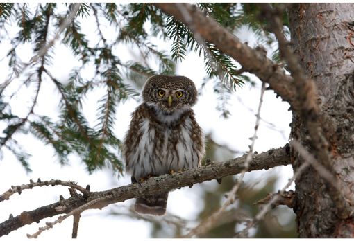 La Regione torna a finanziare i centri di recupero per gli animali selvatici