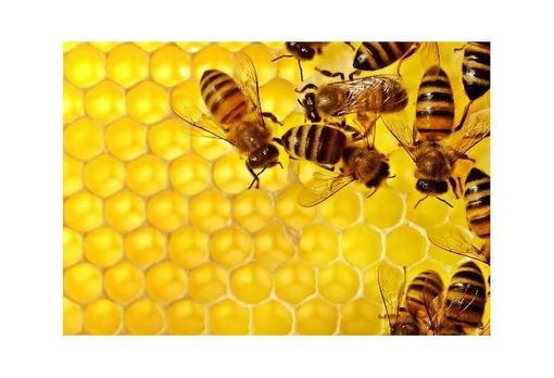 Giornata Mondiale delle Api, da Piemonte Miele i cinque consigli utili per evitare il rischio estinzione