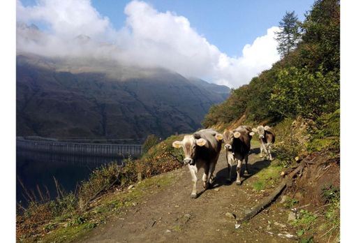 Sette milioni d'investimenti per il benessere animale