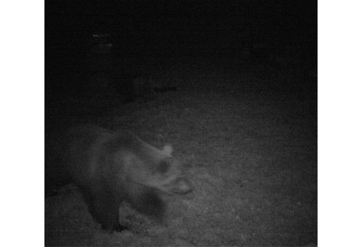 Orso avvistato sopra Masera