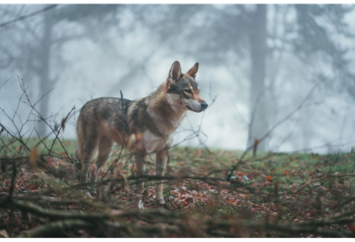 Lupo, attività formativa per gestire i cani da guardiania Lupo, attività formativa per gestire i cani da guardiania
