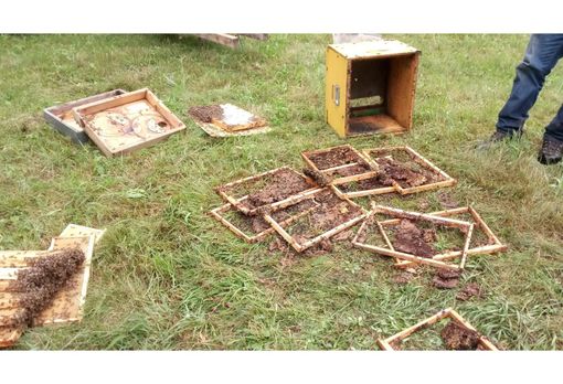 Aperto il bando regionale da 300 mila euro per il risarcimento dei danni causati dai lupi