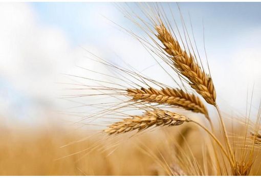 Ucraina, Coldiretti: &quot;In Italia pronti a produrre 75 milioni di quintali di mais e grano in più&quot;