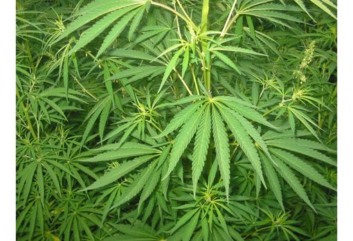 Grimaldi (LUV): "L’abuso di sostanze aumenta pericolosamente, ma la Regione non applica la DGR sulla riduzione del danno"