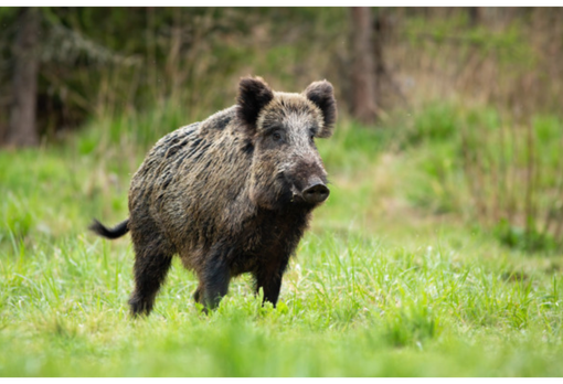 Coldiretti: ''Per colpa dei cinghiali persi 80 mila ettari'' Coldiretti: ''Per colpa dei cinghiali persi 80 mila ettari''