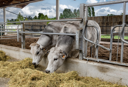 Coldiretti: col caro gas a rischio chiusura 1 stalla su 10 Coldiretti: col caro gas a rischio chiusura 1 stalla su 10