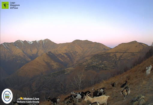 Alpi senza neve e capre al pascolo a 1400 metri sulle montagne del Vco