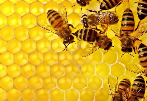 Coldiretti Novara-Vco: sos api, perso il 25% della produzione