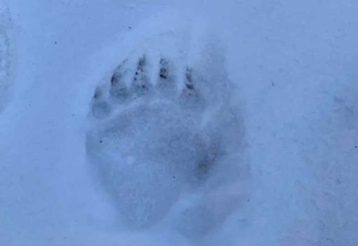 Spadone: "No ai safari fotografici all'orso" Spadone: "No ai safari fotografici all'orso"