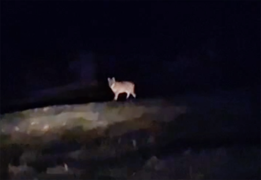 Lupo avvistato nella notte a Crodo