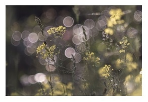 Alla Cinefoto le fotografie di Massimo Stringara Alla Cinefoto le fotografie di Massimo Stringara