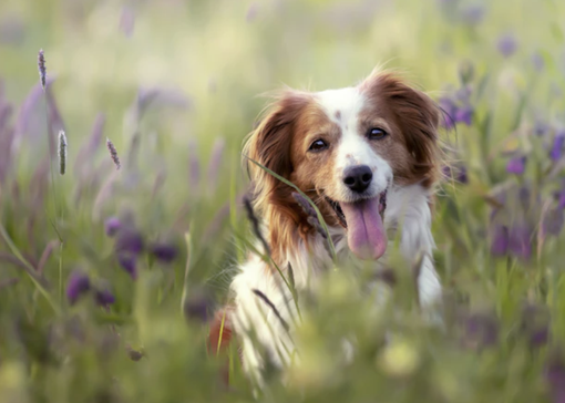Parassiti del cane: quali sono e che problemi possono creare all’animale (e all’uomo) Parassiti del cane: quali sono e che problemi possono creare all’animale (e all’uomo)