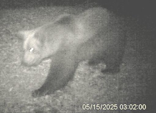 Orso in Val Grande, prosegue il monitoraggio dopo l'allarme dei turisti in tenda