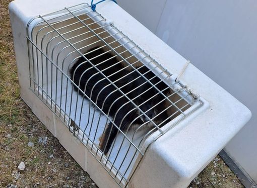 Monte Rosa, recuperato il cane dell’escursionista disperso Monte Rosa, recuperato il cane dell’escursionista disperso