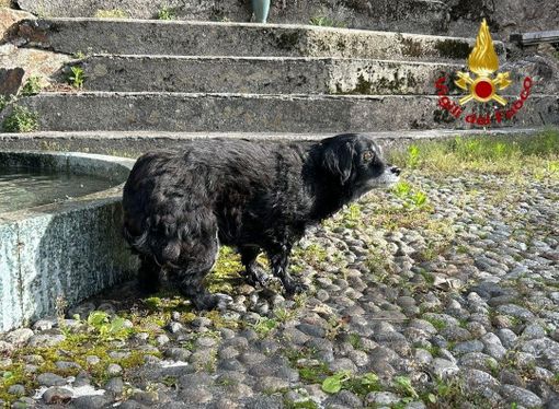 Cane cieco cade in un dirupo, salvato dai vigili del fuoco   VIDEO