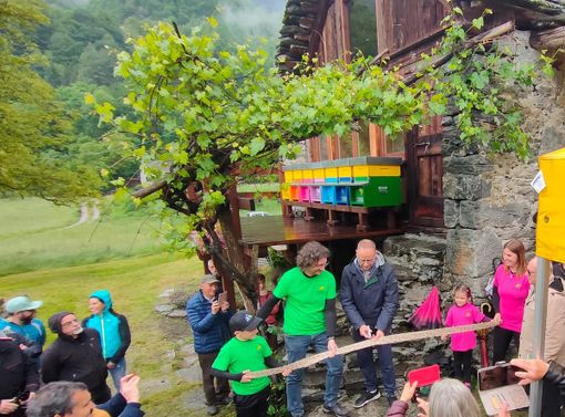 Inaugurato il primo apiario del benessere del Vco