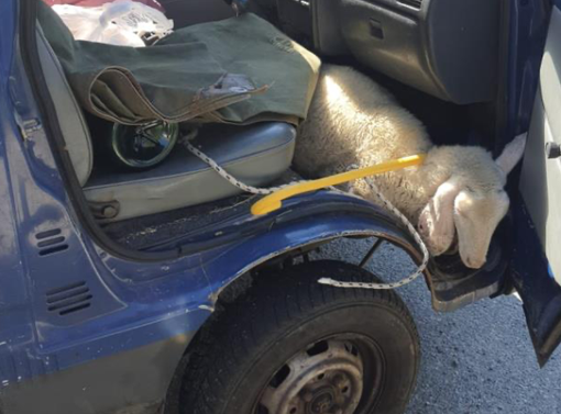 Alla guida ubriaco e con patente sospesa: nel veicolo anche un animale con segni di maltrattamento Alla guida ubriaco e con patente sospesa: nel veicolo anche un animale con segni di maltrattamento