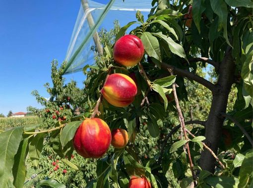 Comparto frutta: è allarme su consumi, prezzi e manodopera