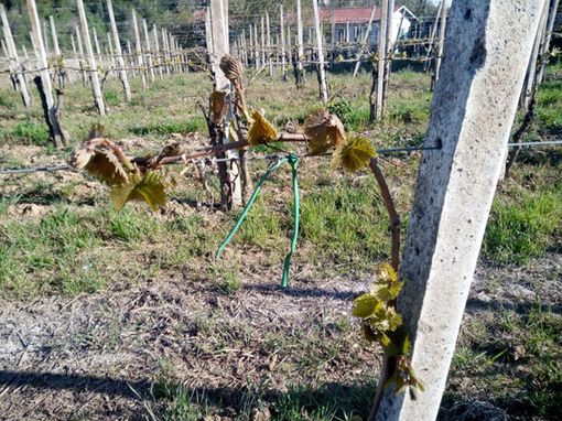 Il sollievo di Coldiretti: "Riconosciuto lo stato di calamità per le gelate dello scorso aprile"