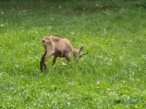 Un piccolo camoscio “ospite fisso” dei prati intorno a Cosasca
