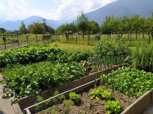 È tempo di vendemmia e raccolta per l'agricoltura ossolana È tempo di vendemmia e raccolta per l'agricoltura ossolana