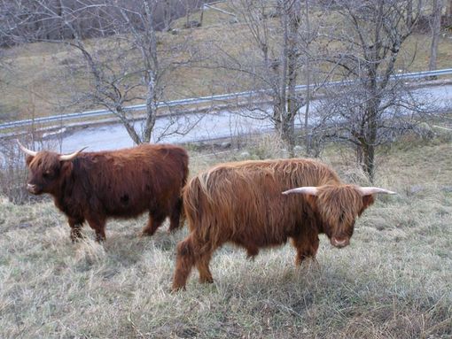 Un lupo attacca e uccide un animale in pieno giorno sotto gli occhi dell'allevatrice