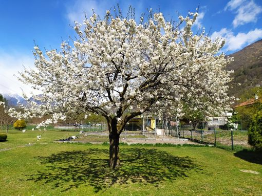 In Ossola ingenti i danni alle piante da frutto causati dall’ondata di gelo In Ossola ingenti i danni alle piante da frutto causati dall’ondata di gelo