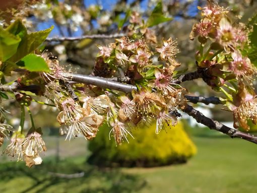 Un corso di frutticoltura con l'associazione Apao