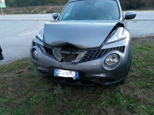 Auto investe un cervo a Pallanzeno
