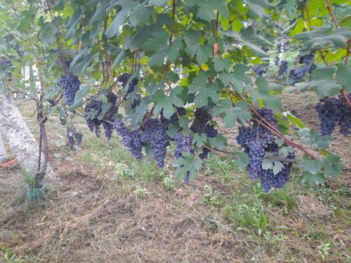 Inizia la vendemmia delle uve ossolane