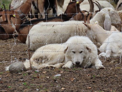 Il ritorno del lupo in Ossola: come convivere con i cani da guardiania negli alpeggi Il ritorno del lupo in Ossola: come convivere con i cani da guardiania negli alpeggi